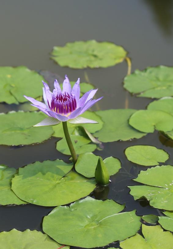 Water Lily Genome Expands Picture Of The Early Evolution Of Flowering 