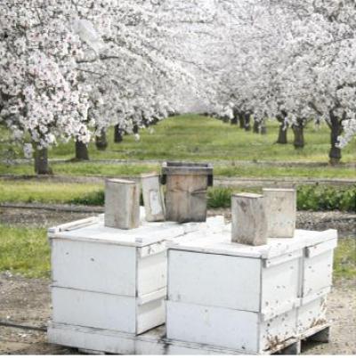 Almond Orchard