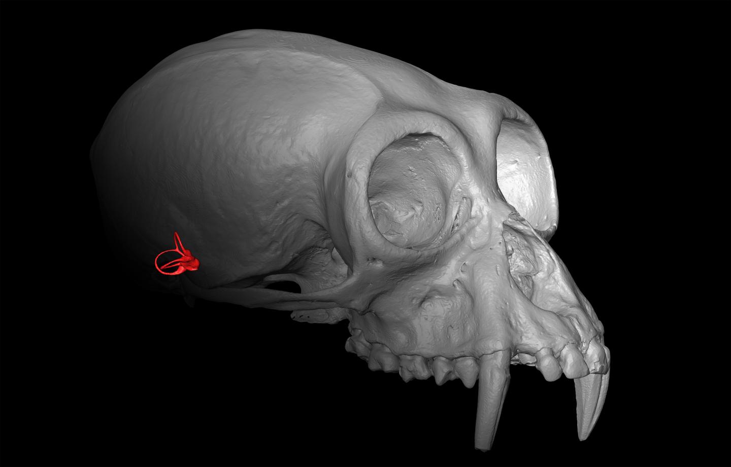 Virtual 3D Gibbon Skull Model