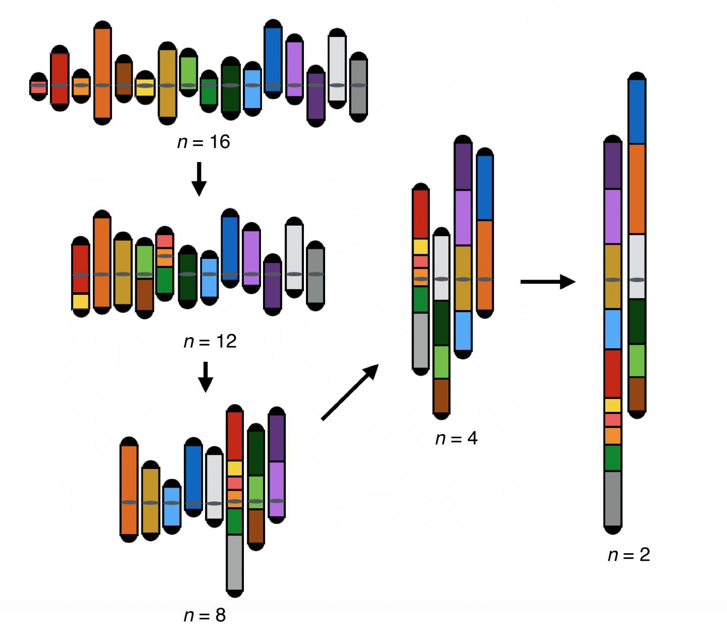 Combining Chromosomes in Steps