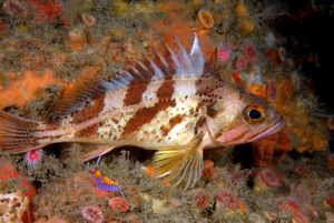 Short-lived calico rockfish