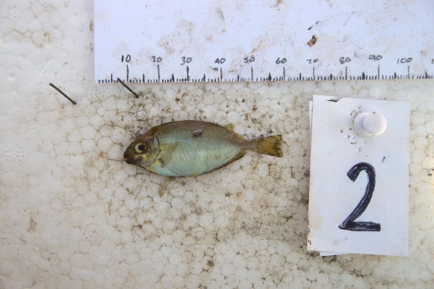 Mosquito nets Are they catching more fishes EurekAlert!