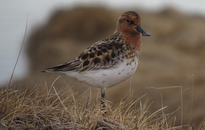 Spoon-billed Sandpiper