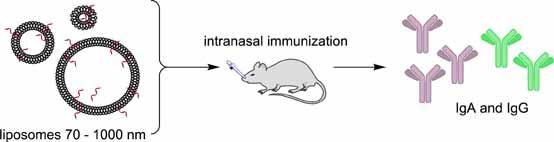The Role of Size in Development of Mucosal Liposome-Lipopeptide Vaccine Candidates Against Group A <