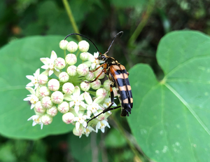 Longicorn beetle visits a flower