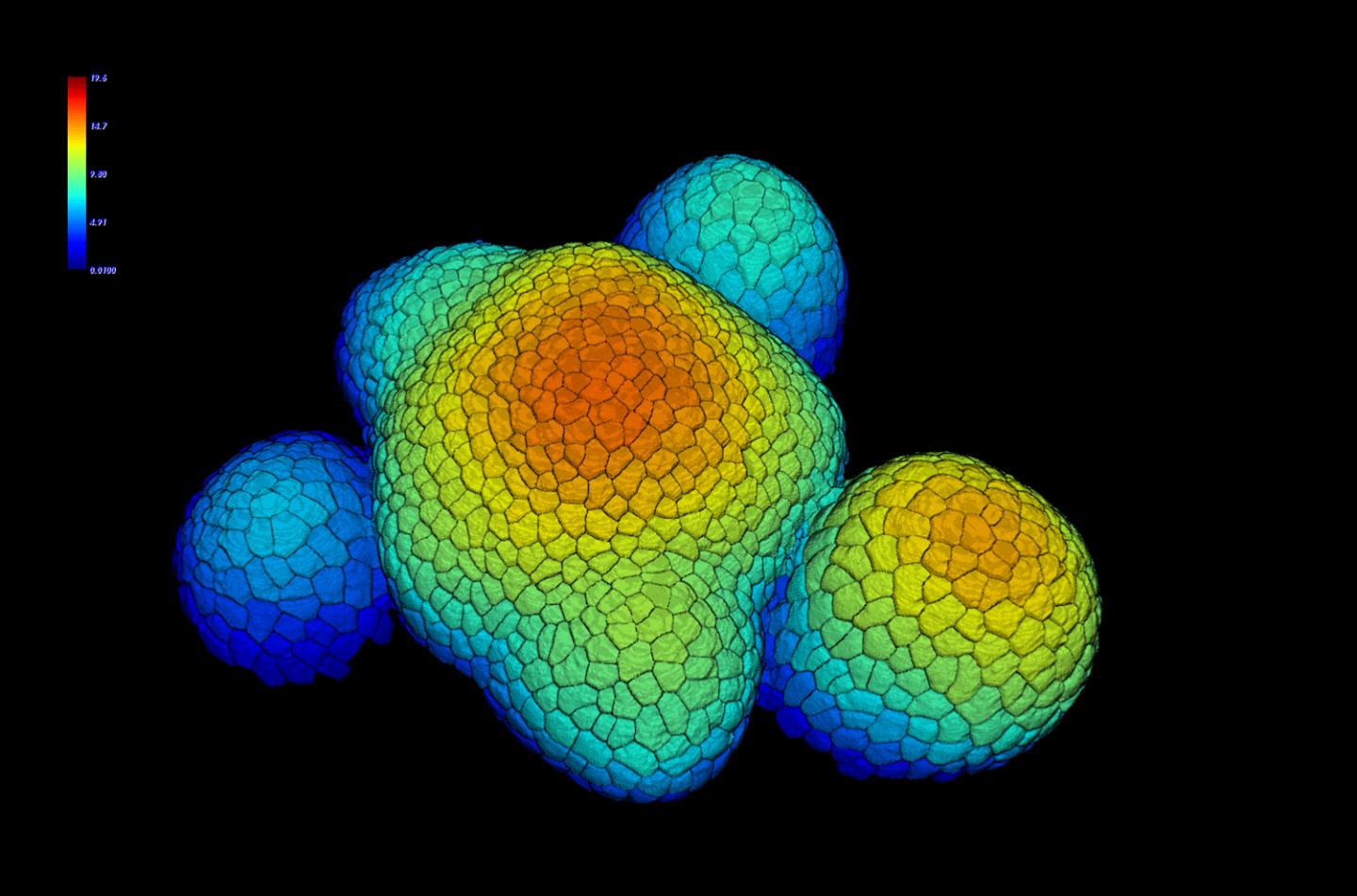 Hormone Cytokinin Determines Organ Size During Plant Development (2 of 3)