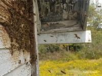 feral bee hive