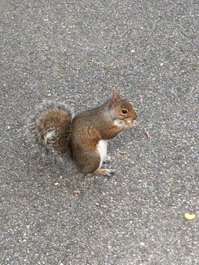 Squirrel