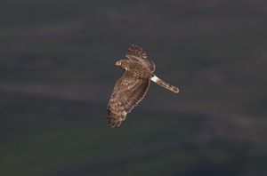 Adult female hen harrier