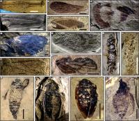 Photographs of Typical Insect Fossils from Tongchuan and Karamay Entomofaunas
