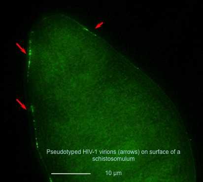 Modified HIV-1 Virus Can Integrate into Genome of Parasitic Flatworm