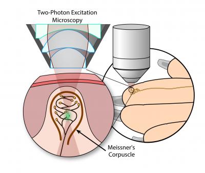 Two-Photon in vivo Imaging of Meissner's Corpuscle Mechanoreceptor in the Fingertip of a Mouse Paw