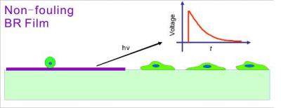 Schematic Presentation of Cell Adhesion Resistance of Purple Membrane