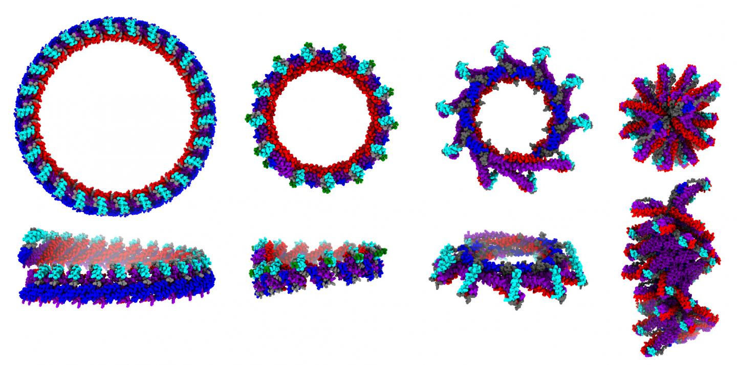 PspA Spiral Ring Structure