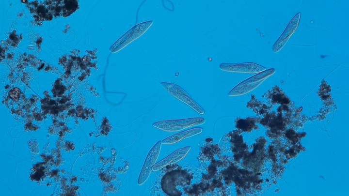 Ciliates