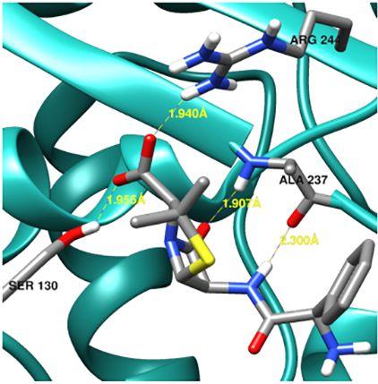 Computational Approaches Reveal New Insights into Molecular Protein Function