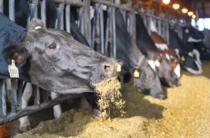 Using video analytics systems to improve feed efficiency