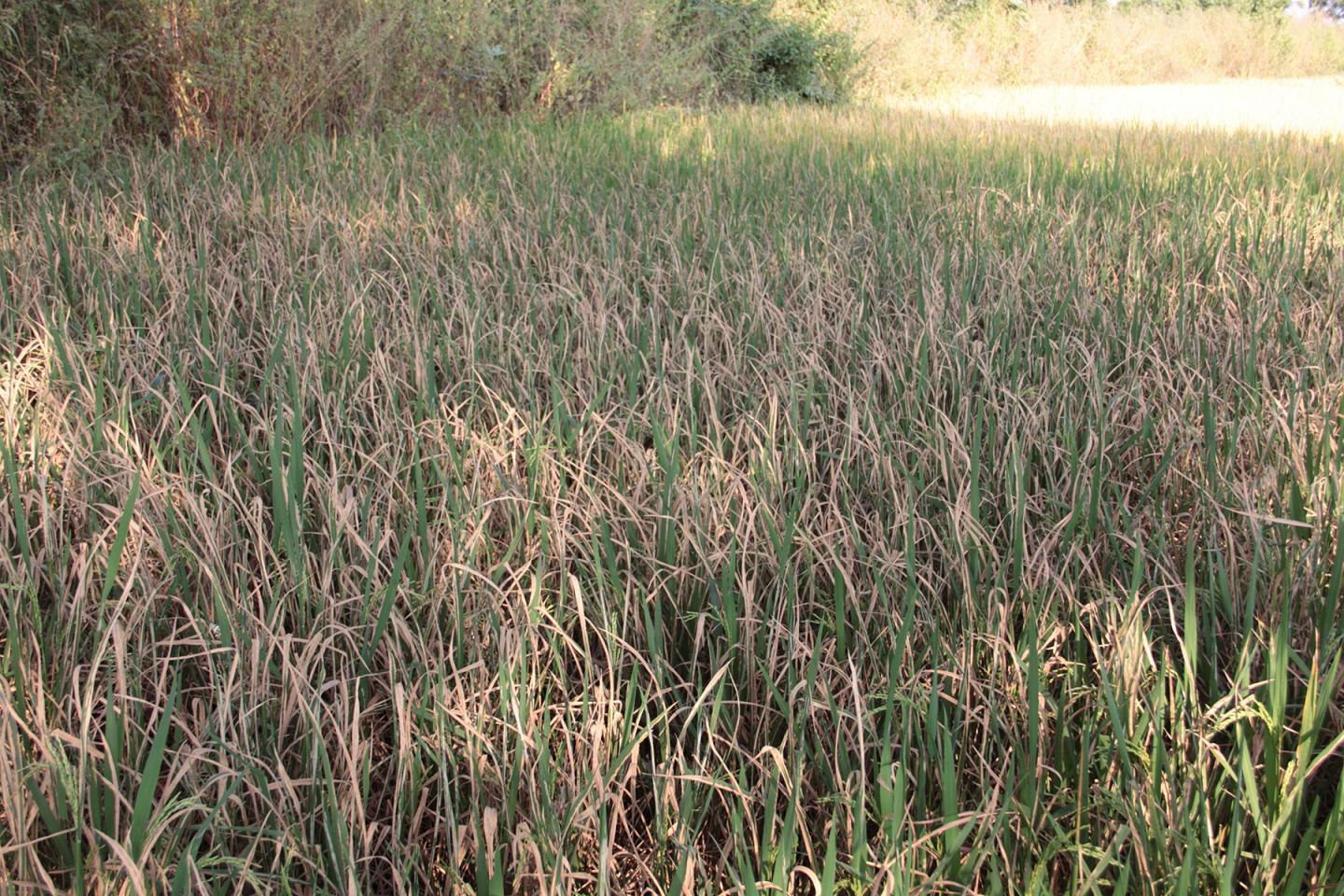 Infected Rice Plants