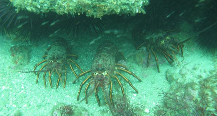 Lobsters Underwater