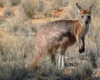 Hill Kangaroo, <i>Macropus robustus</i>