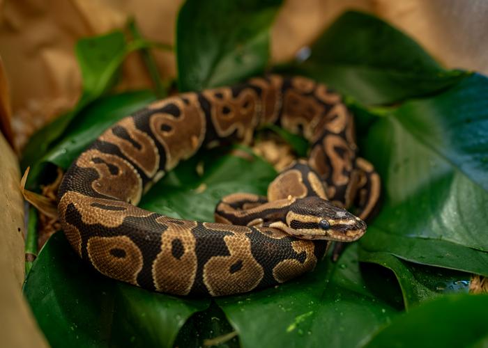 A ball python