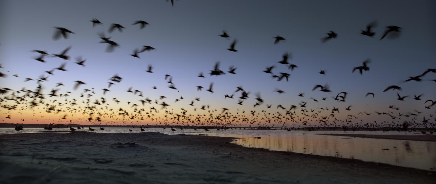 Whimbrel at Dawn