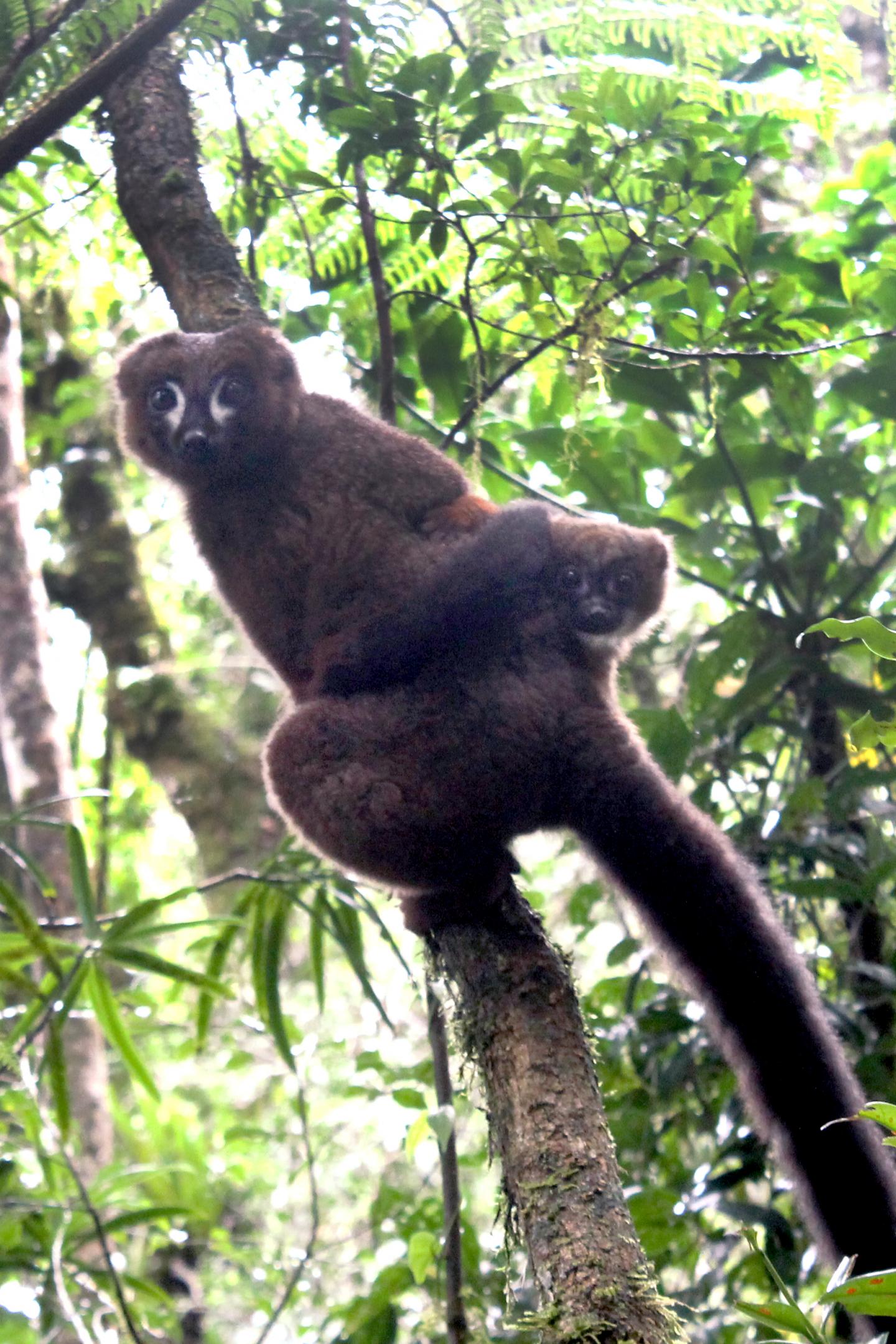 Lemur Dad Carrying Baby