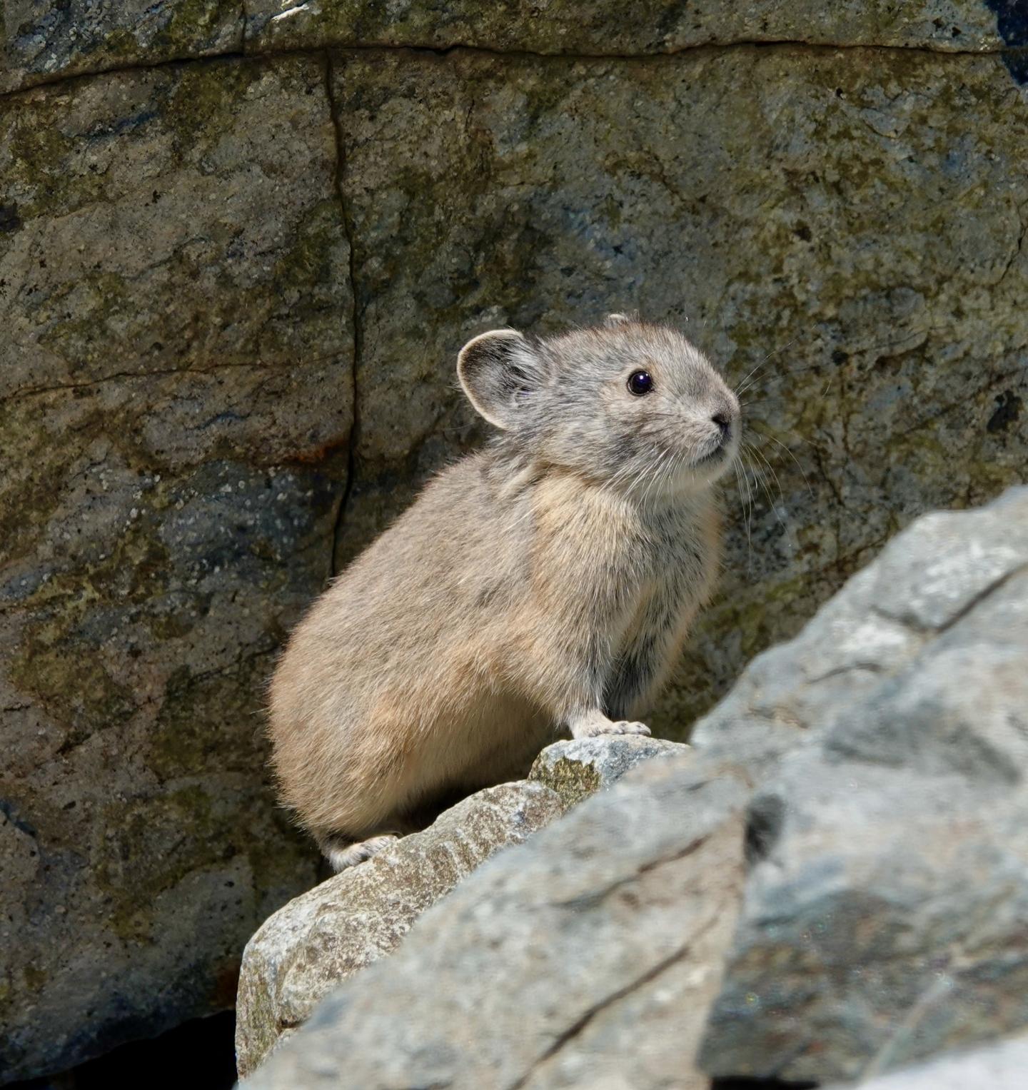 American pika