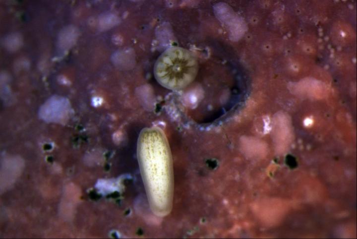 Swimming and Settling Coral Larvae
