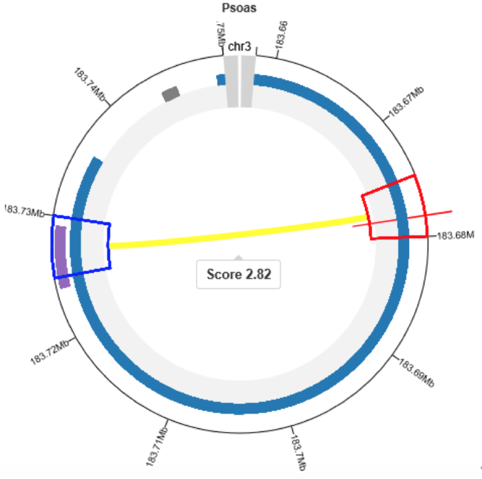 Diagram for ABCC5 structure and rs1401999 locus