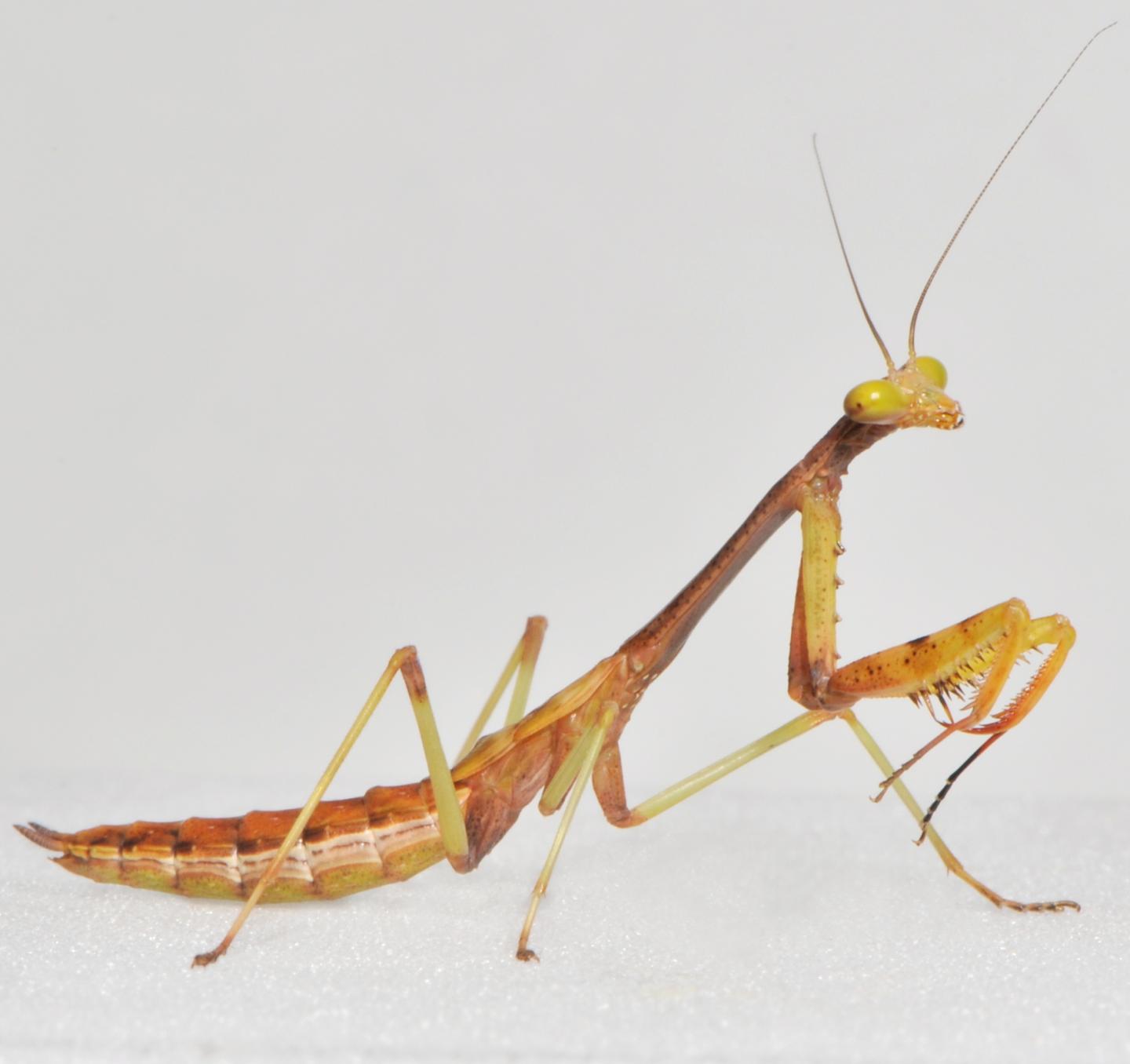 Juvenile Praying Mantis [IMAGE] EurekAlert! Science News Releases