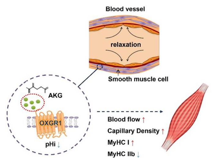 News Release: α-Ketoglutarate (AKG) as a nutritional supplement to enhance health and exercise performance