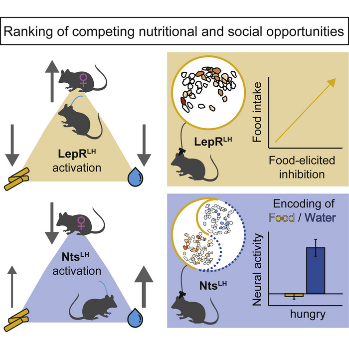 Leptin Helps Hungry Mice Choose Sex Over Food Eurekalert