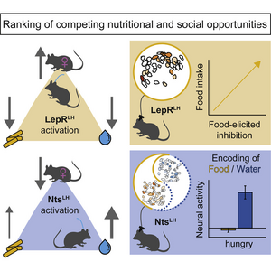 Leptin helps hungry mice prioritize sex