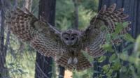 California Spotted Owl Wings Spread