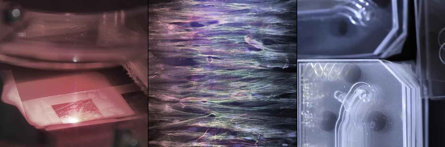 Disease Biophysics Group - <I>Biofabrication</I>