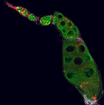 How <i>Wolbachia</i> Helps Female Insects Reproduce (6 of 9)