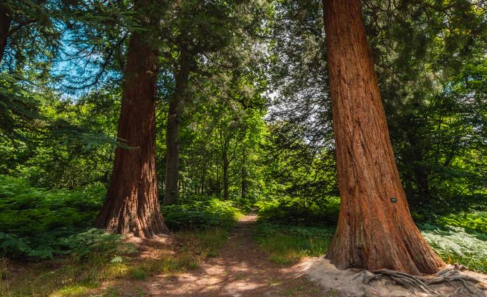 5. Wakehurst Horsebridge Woods, Visual Air © RBG Kew July 2022