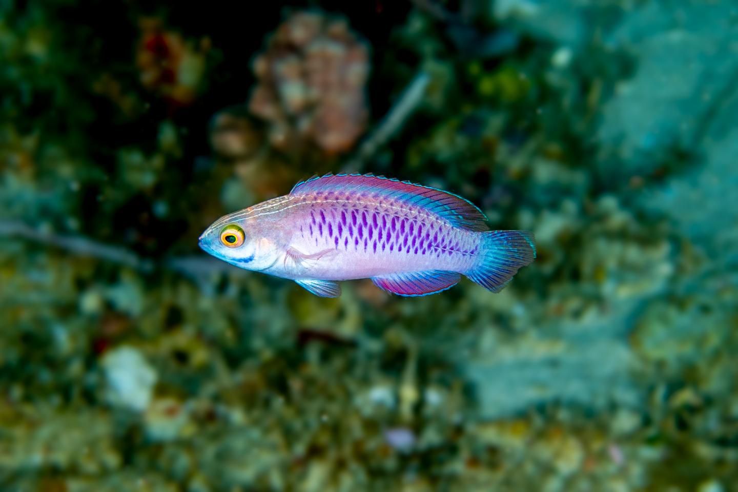 Female <i>Cirrhilabrus wakanda</i> (Common Name 'Vibranium Fairy Wrasse')