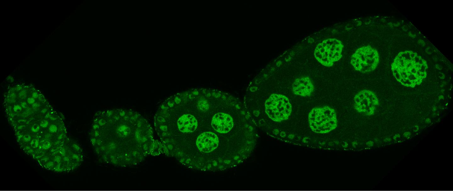 Confocal micrograph of GFP-Ctp in an ovary