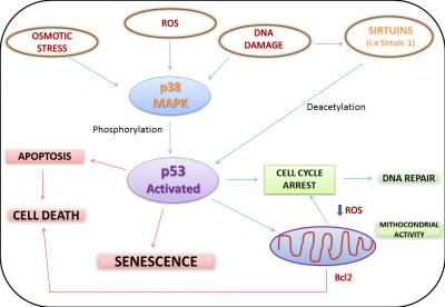 Intracellular Signaling Pathways