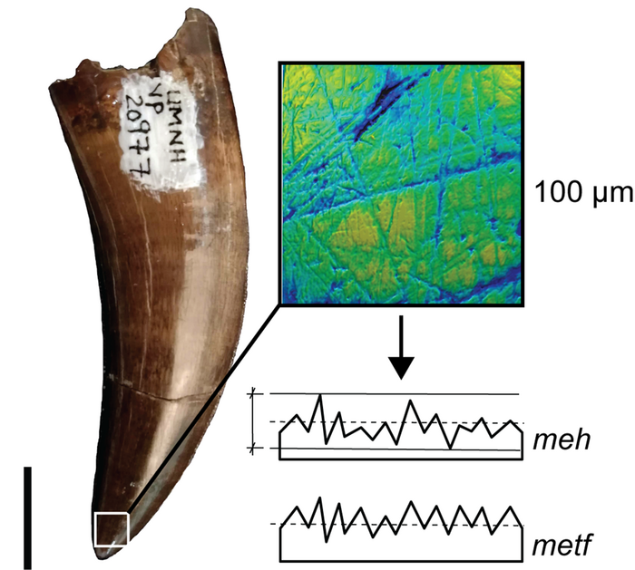 DMTA image of an adult tyrannosaurid tooth.