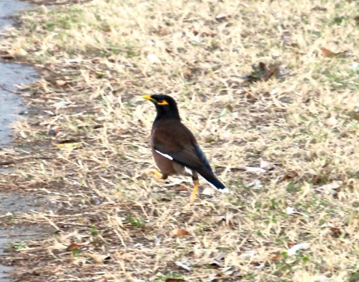 Indian Myna