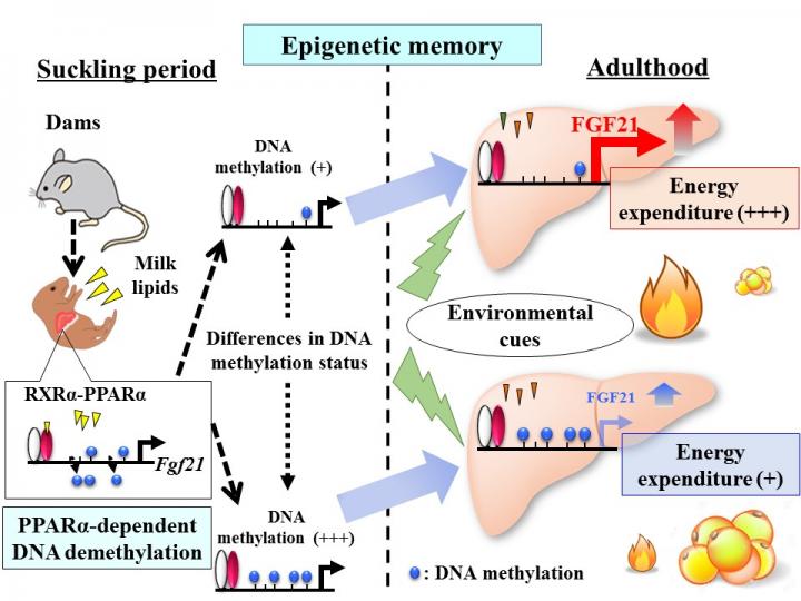 DNA Methylation Status