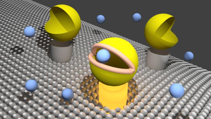 Flipping a Protein Switch to Illuminate Brain Functions