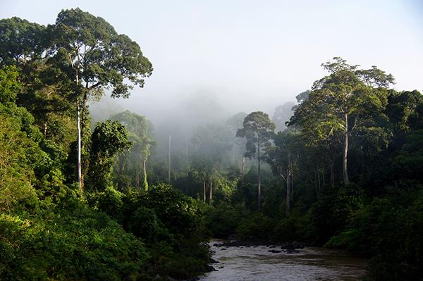 Borneo Rainforest