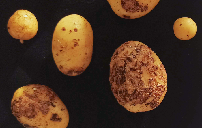 Ecofriendly control of plant diseases