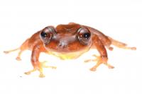 The New Frog Species P. Pluvialis (2/3)