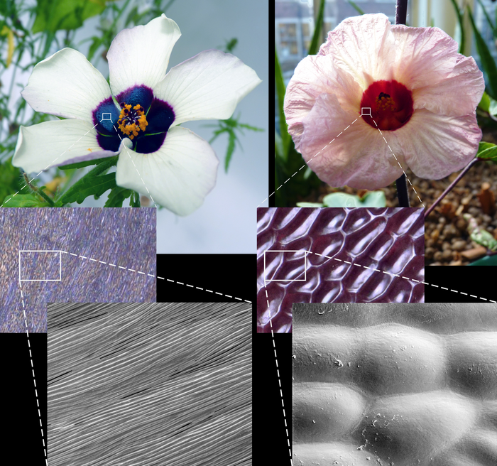 Comparison of striated and smooth hibiscus petals