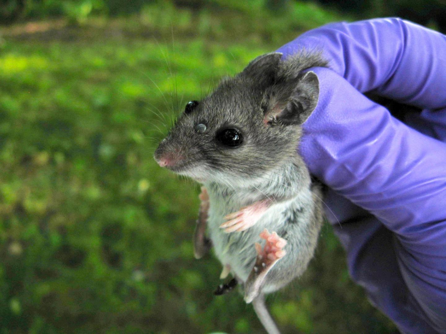 Tick Species Clings to Mouse